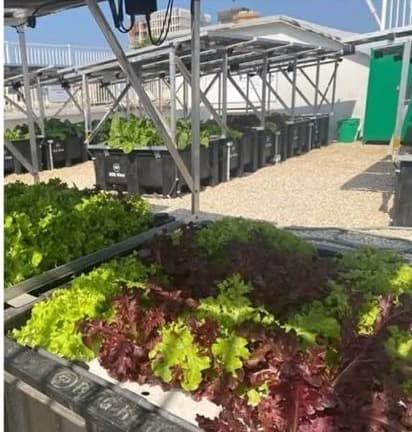 Hydroponische daktuin met sla onder zonnepanelen